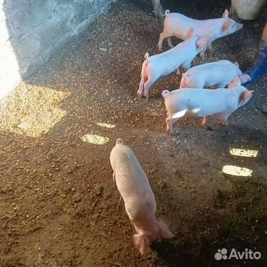 Поросята