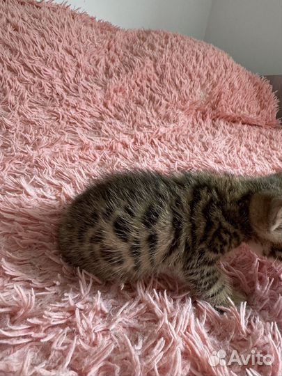 Бенгальская