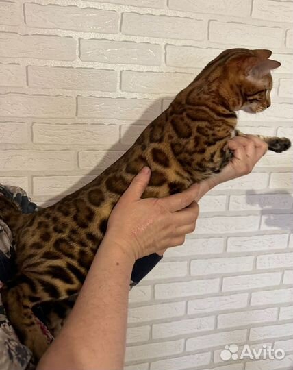 Бенгальская кошка в Чите