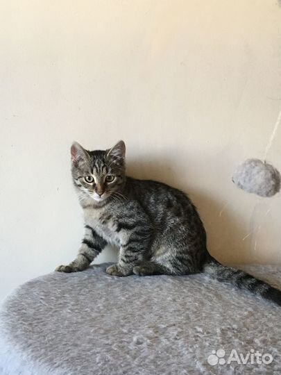 Тигрёнок (котик)