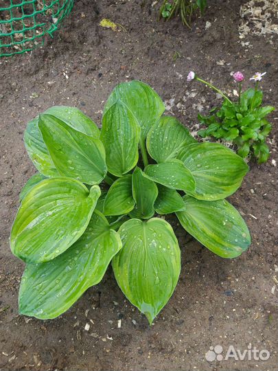 Хоста, сорта разные