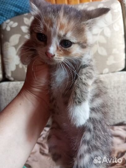 Котята ищут дом, 2-2.5мес