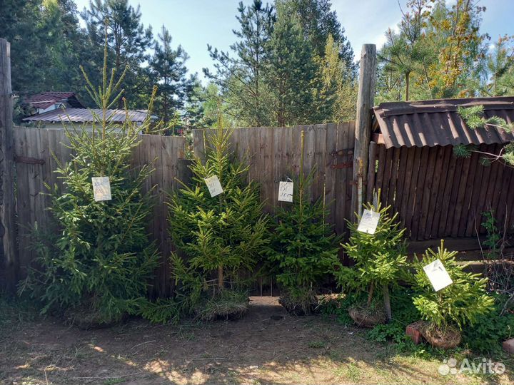 Ель, живая изгородь, саженцы ель обык