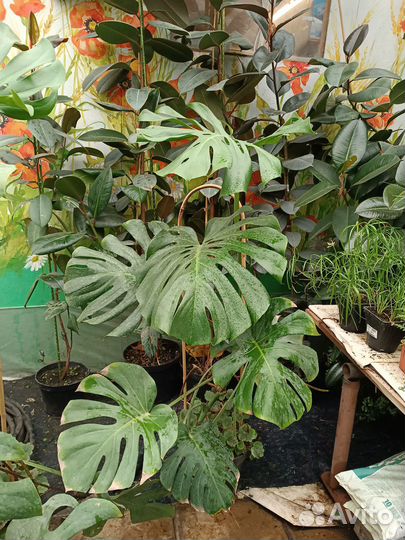 Монстера деликатесная Тауэр