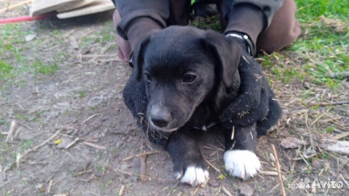 Щенки джек рассел терьер в добрые руки