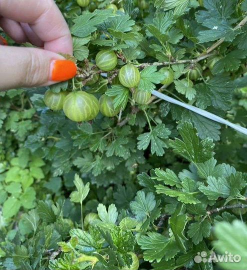 Крыжовник,красная смородина