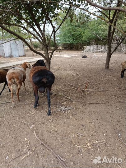 Баран гиссарский