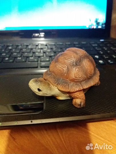 Аквариумная черепашка