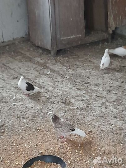 Голуби армянский