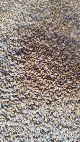 Зерно пшеница ячмень