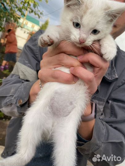 Котята кошка котенок