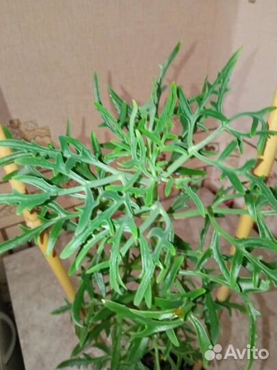 Каланхоэ лечебное,оленьи рожки