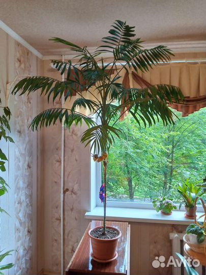 Комнатные растения