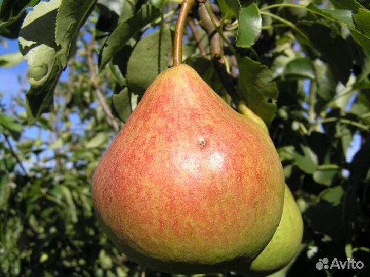 Саженцы груши Памяти Яковлева