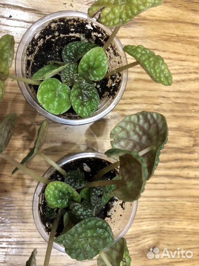 Peperomia Green Bubble/Пеперомия Грин Бабл