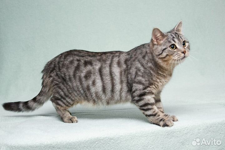 Котик-подросток Батист