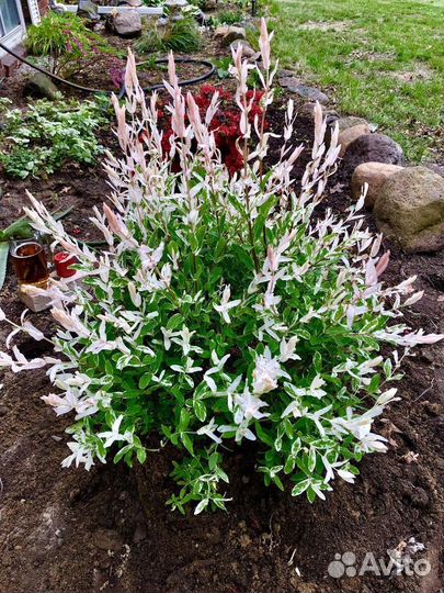 Ива Хакуро нишики-Розовый фламинго