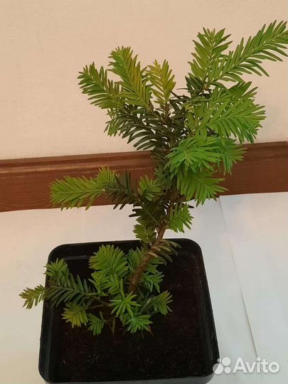 Тис ягодный