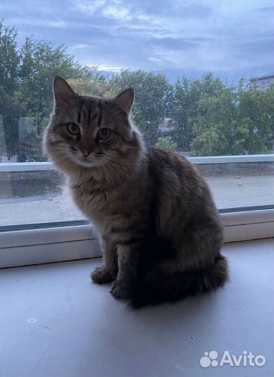 Котик ищет хозяина