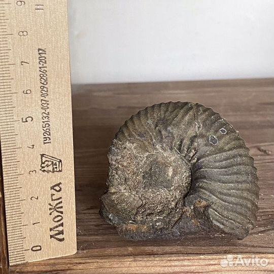 Аммониты, фрагменты аммонитов, наутилус