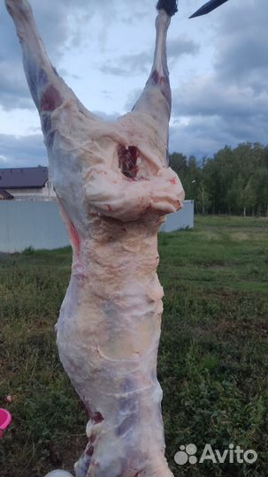 Мясо баранина