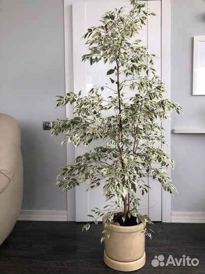 Фикус Де Гантель