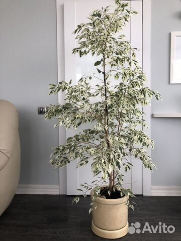 Фикус Де Гантель