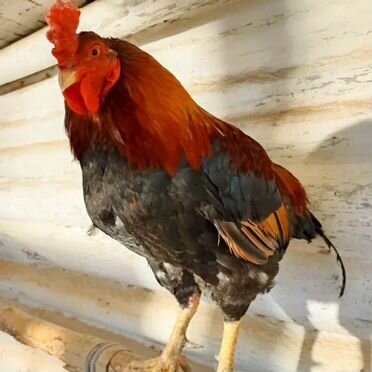 Молодой петух