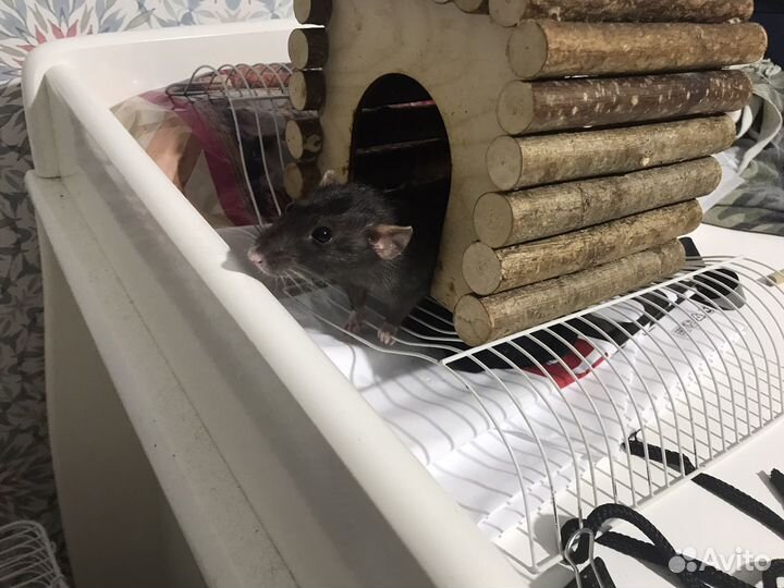 Крыса с клеткой