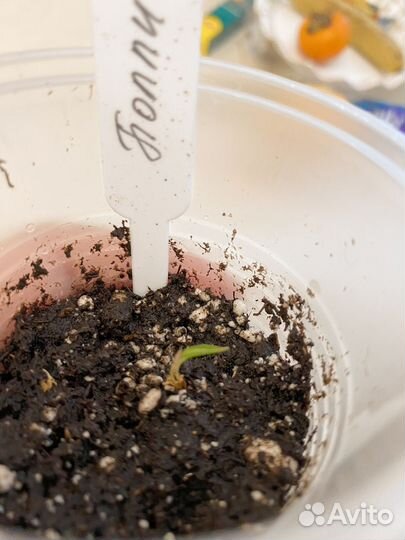 Орхидея дендробиум нобиле и Алоказия Полли