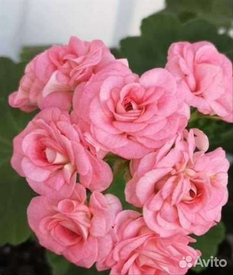 Пеларгония герань