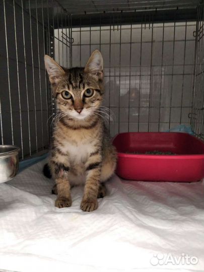 Кошка в дар бесплатно