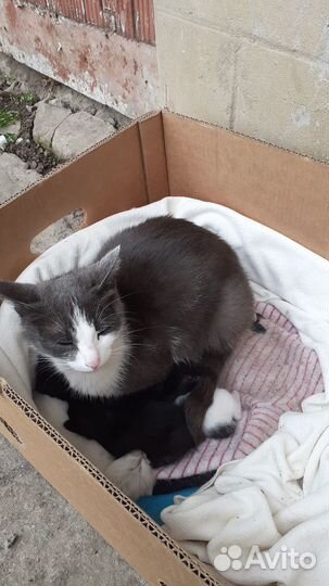 Кошка с котятами