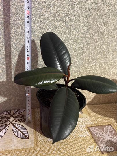 Фикус черный принц