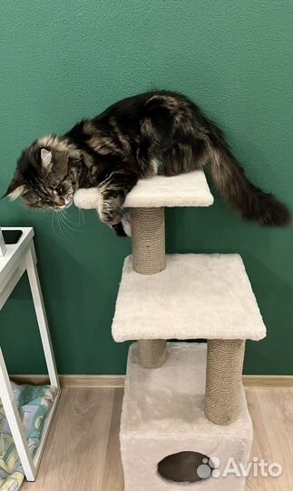 Кот мейн-кун вязка