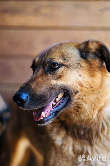 Собака из приюта ищет дом