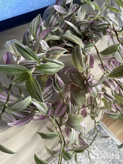 Традесканция сортовая