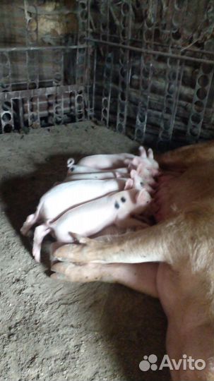 Поросята белые