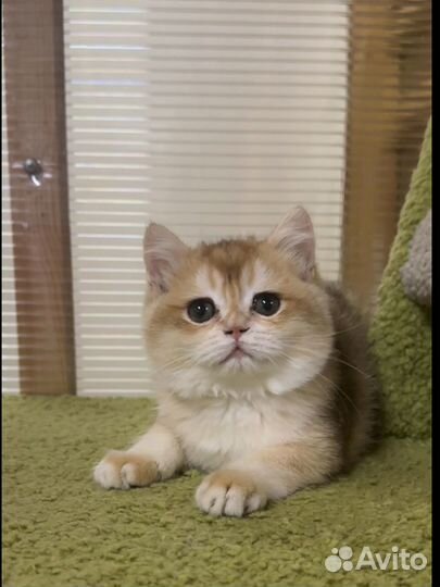Британский котик