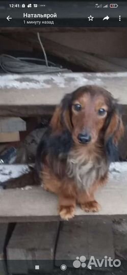 Кроличья такса