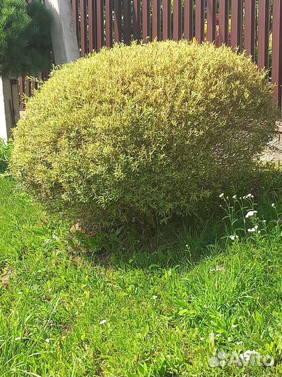 Ива шаровидная