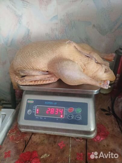 Утка домашняя мясо