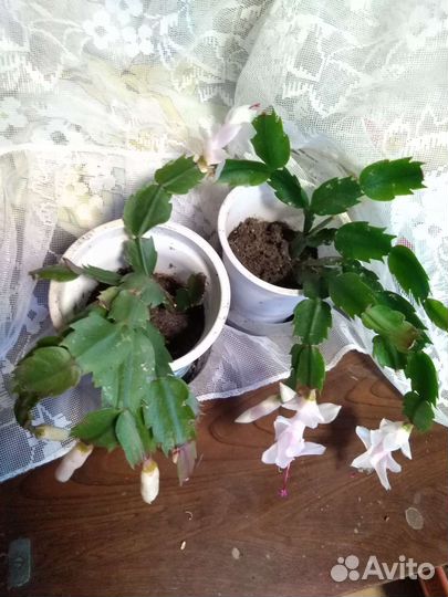 Декабристы