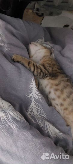 Котенок, 4 месяца
