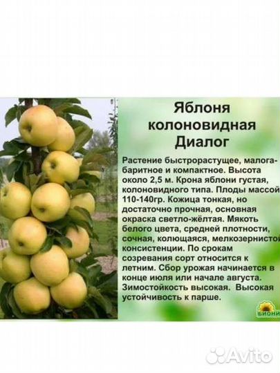 Груши и яблони(поступление)