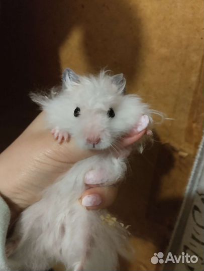 Сирийский хомяк