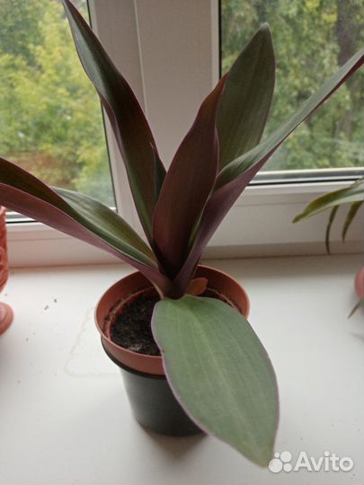 Традесканция рео-разноцветная