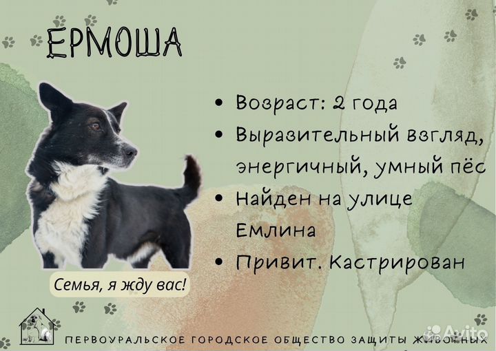 Собака в добрые руки