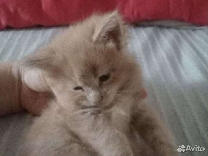 Котята мейн-кун