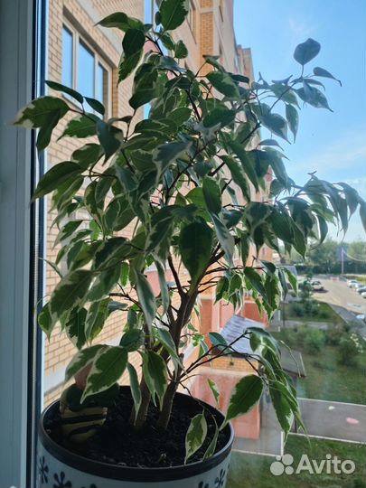 Фикус бенджамина и белая орхидея